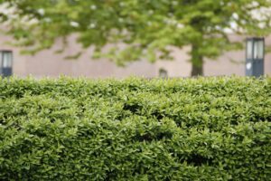 hedge, bush, green-229446.jpg